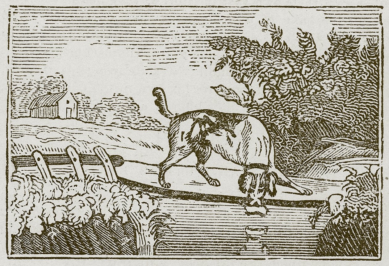 The Dog and the Shadow by English School