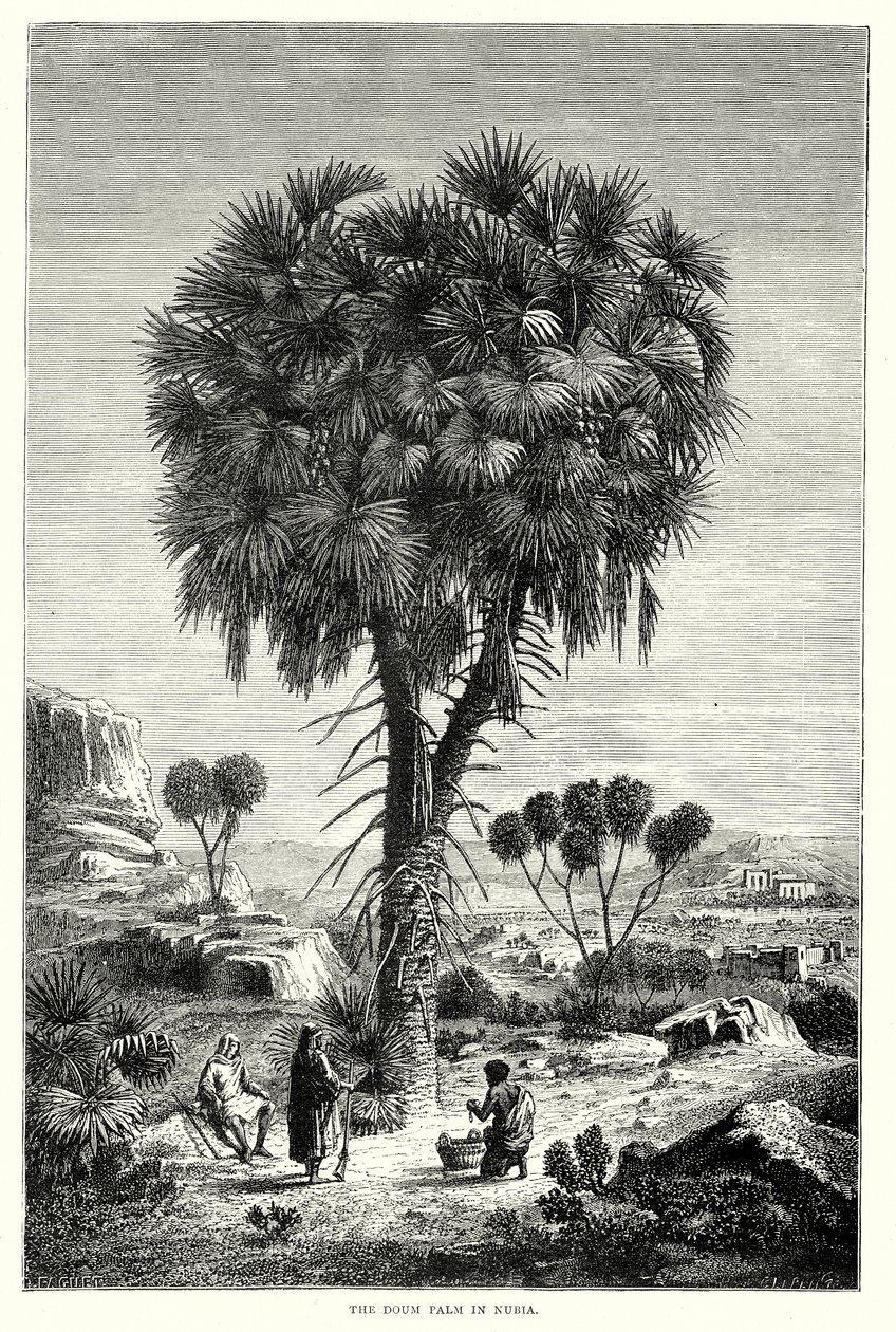 The Doum Palm in Nubia by English School