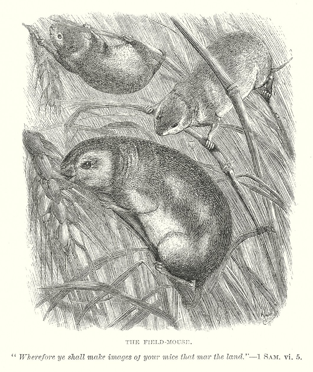 The Field-Mouse by English School