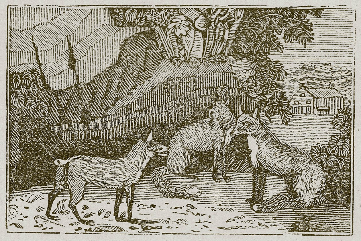 The Fox without a Tail by English School