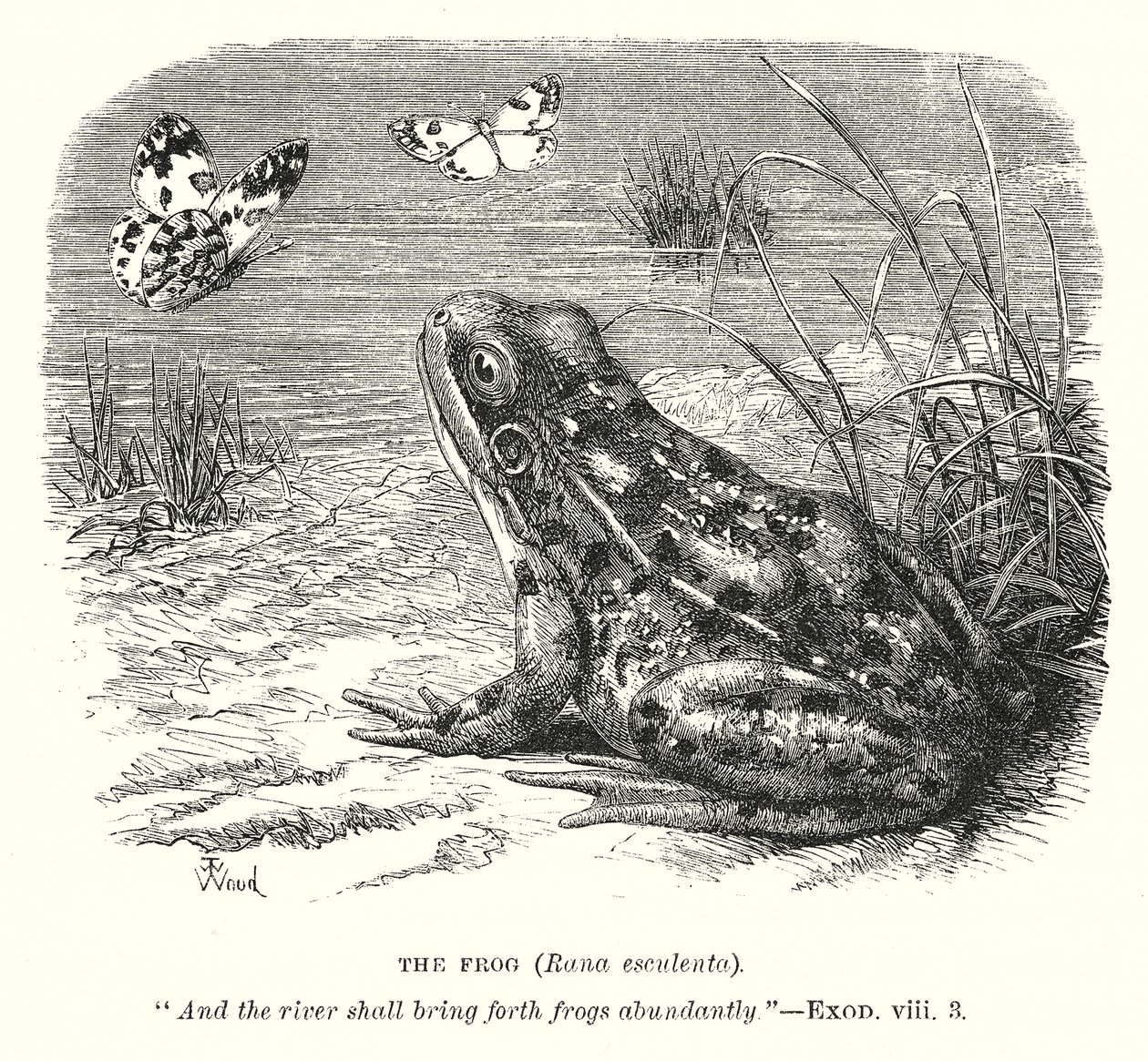 The Frog (Rona Esculenta) by English School
