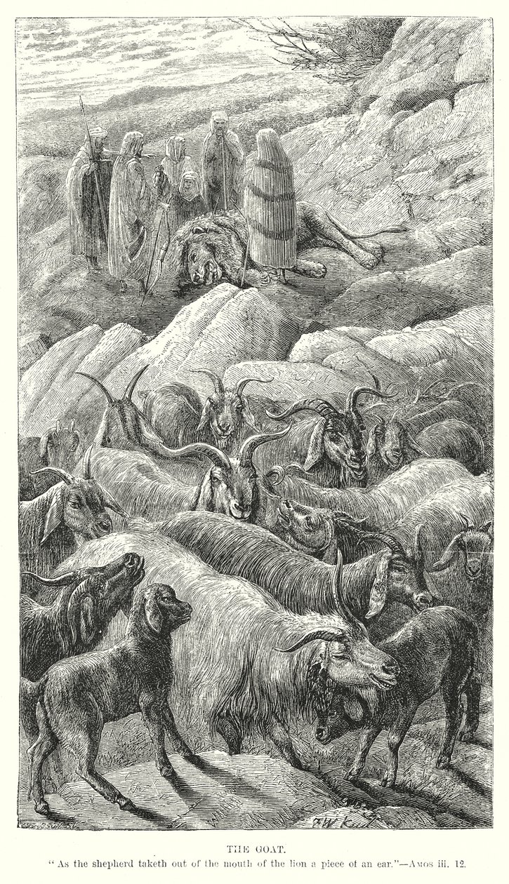 The Goat by English School