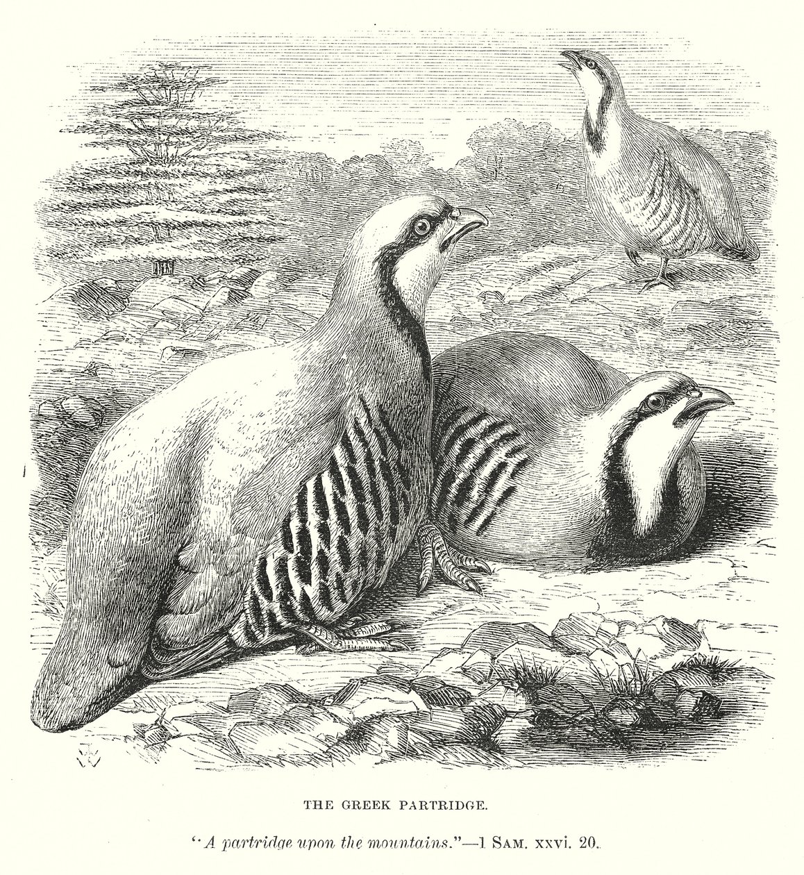 The Greek Partridge by English School
