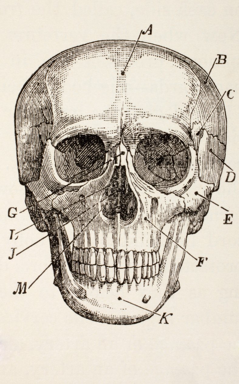 The Human Skull, c.1890 by English School