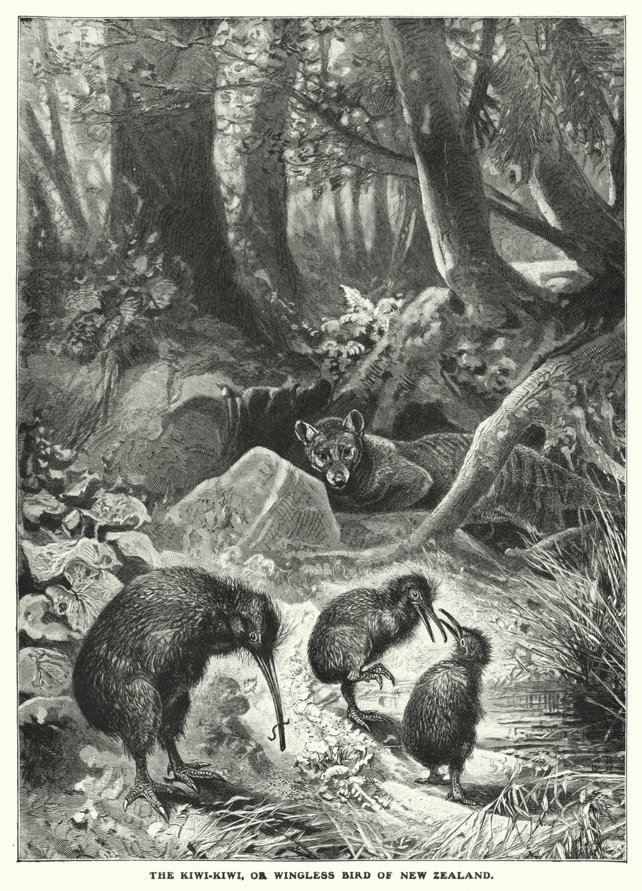 The Kiwi-Kiwi, or Wingless Bird of New Zealand by English School