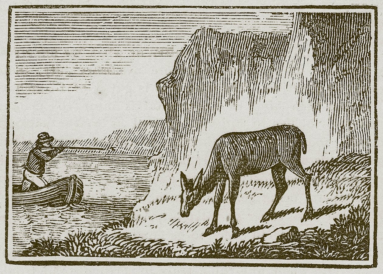 The One-Eyed Doe by English School