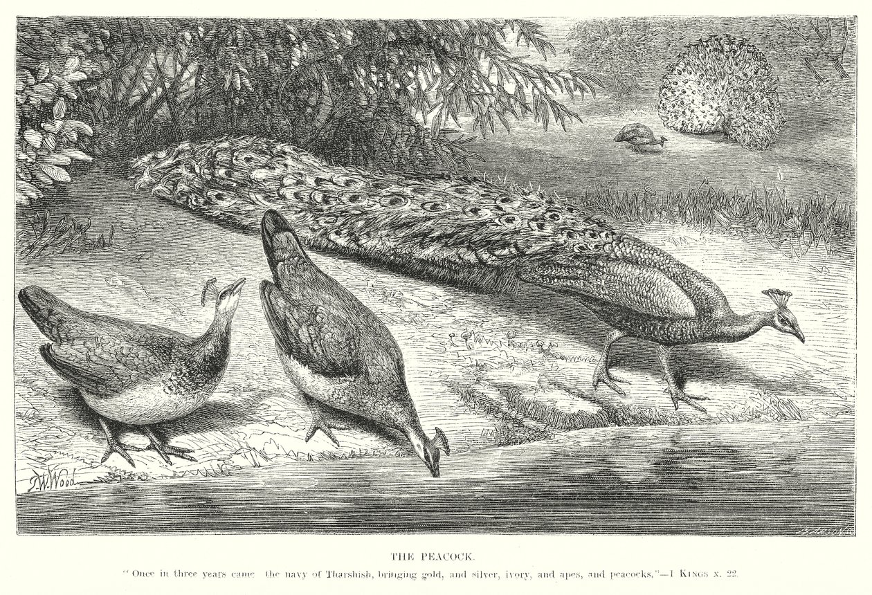 The Peacock by English School