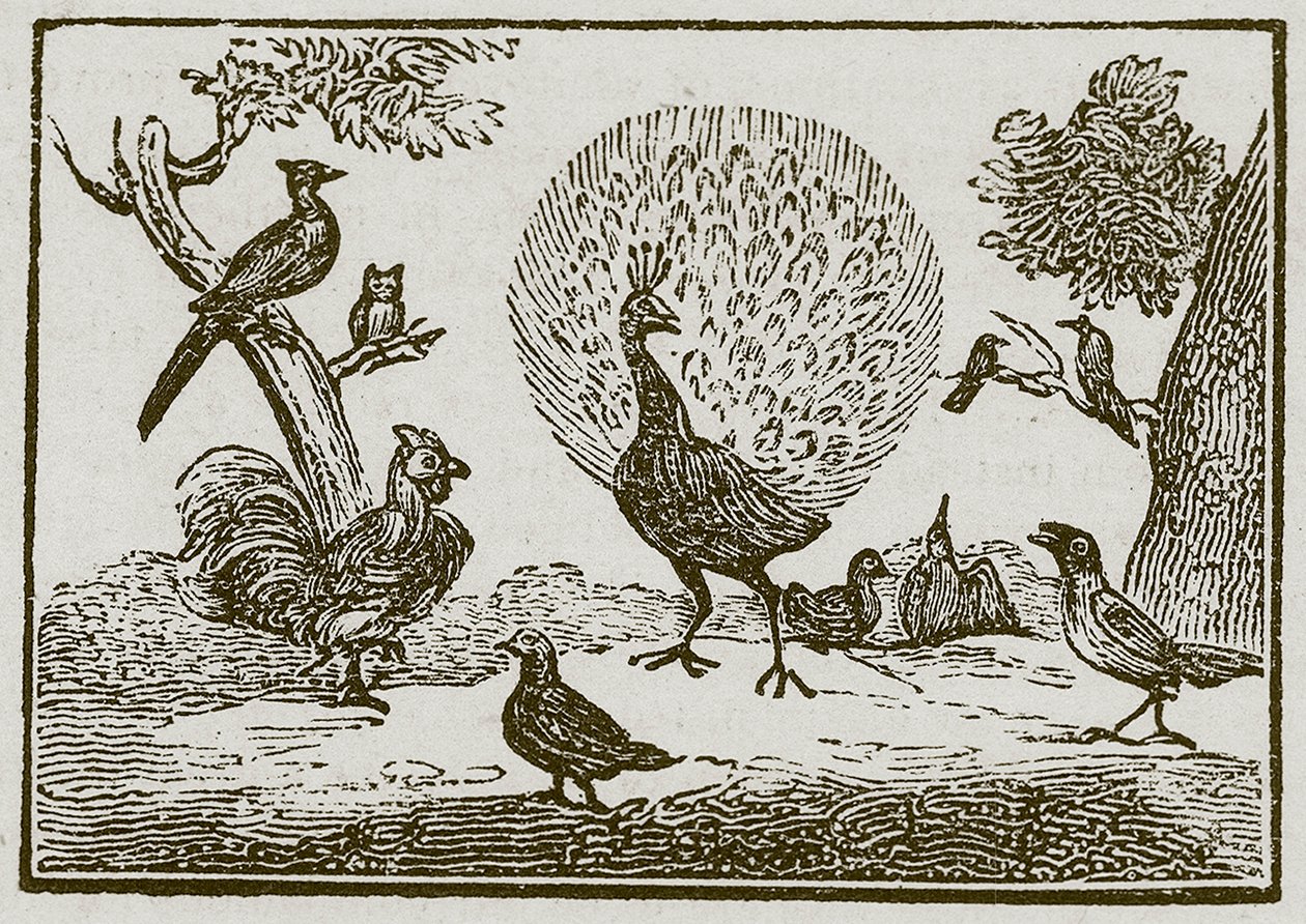 The Peacock and the Magpie by English School