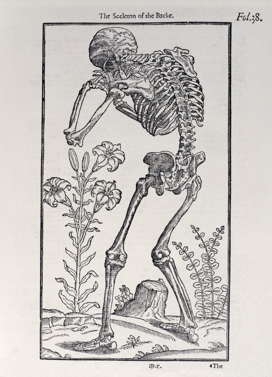 The Sceleton of the Backe, plate from The Historie of Man published by John Banister, 1578 by English School