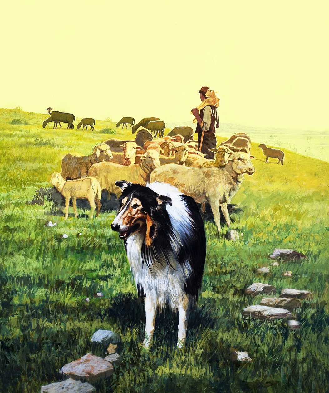 The Sheepdog by English School
