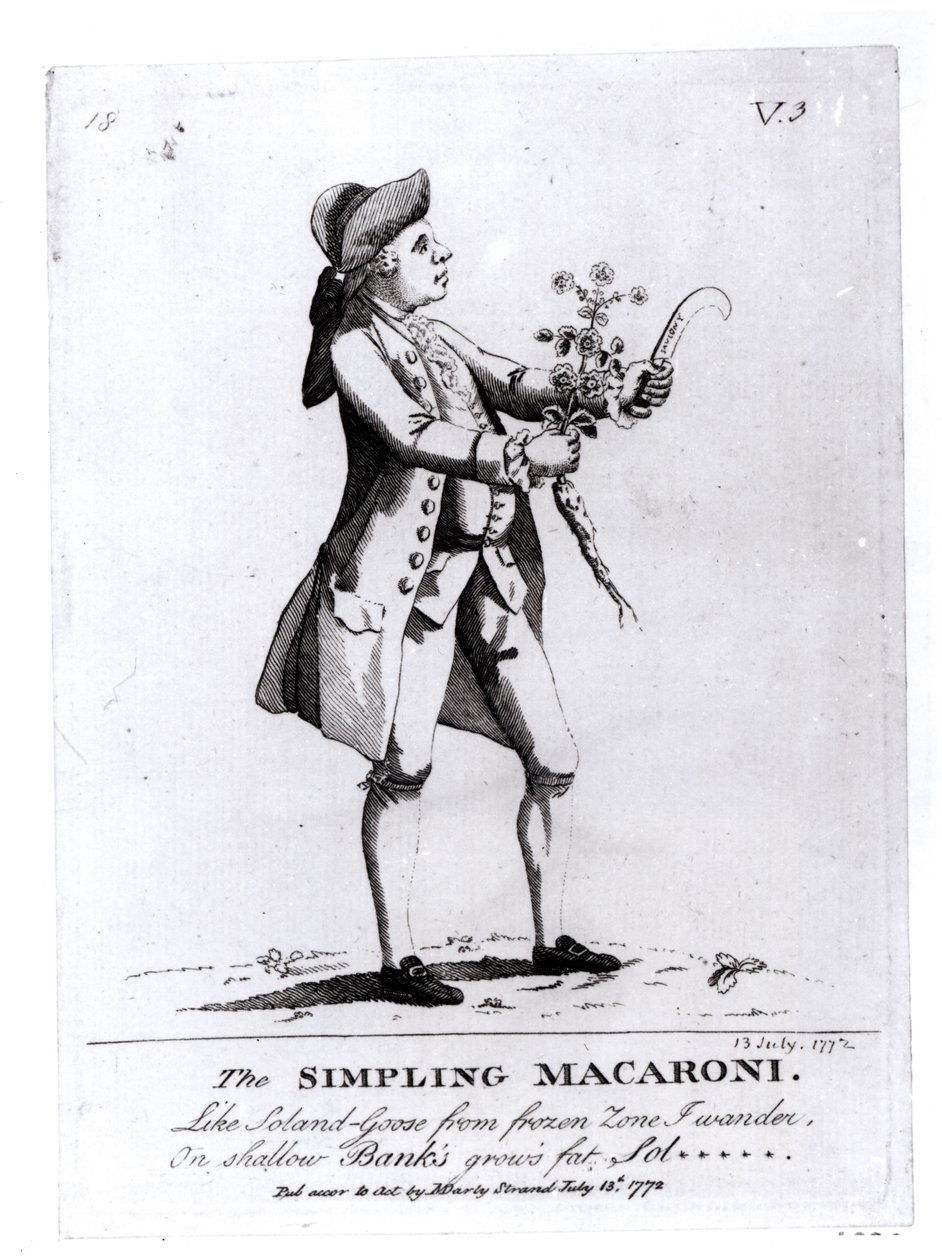The Simpling Macaroni by English School