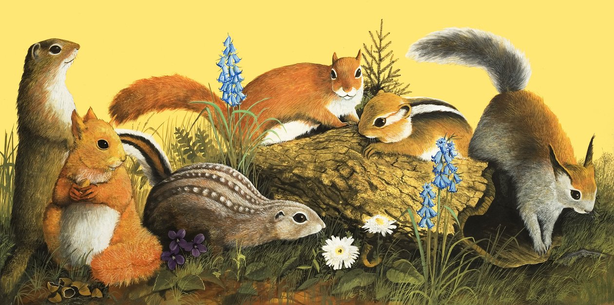 The Squirrel Family, illustration from 