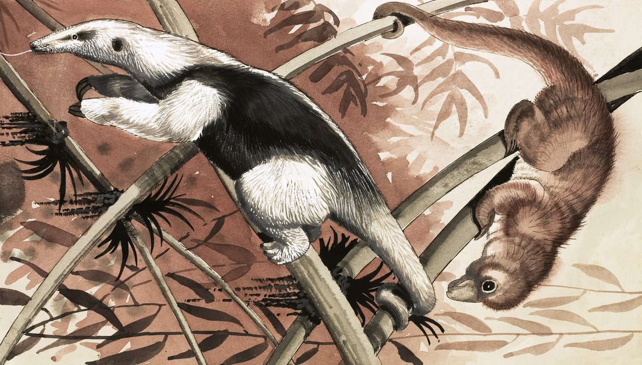 The Tamandua by English School