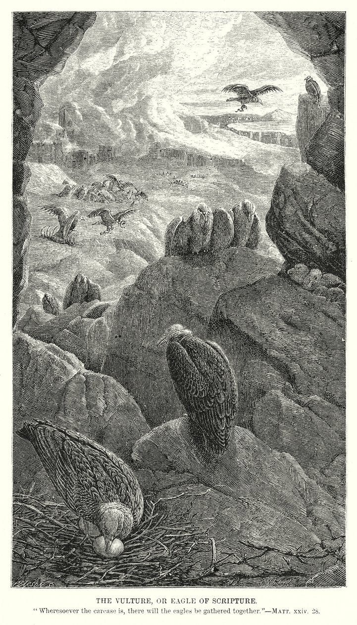 The Vulture, or Eagle of Scripture by English School