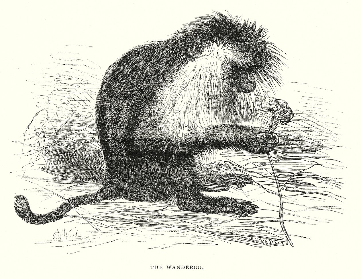 The Wanderoo by English School