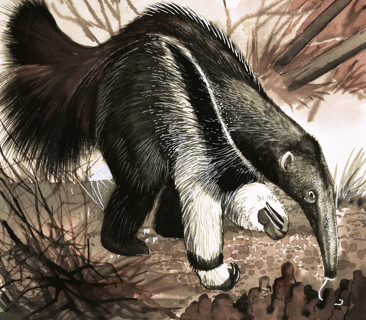 The Anteater by English School