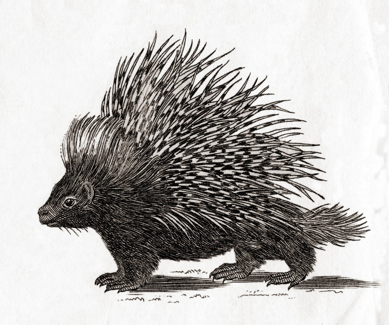 The Crested Porcupine, from an 18th Century Print by English School