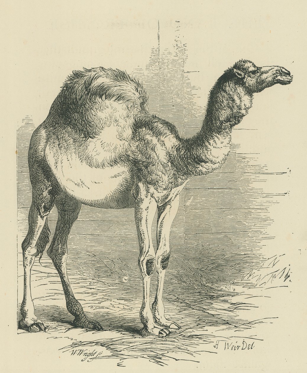 The Dromedary (engraving) by English School