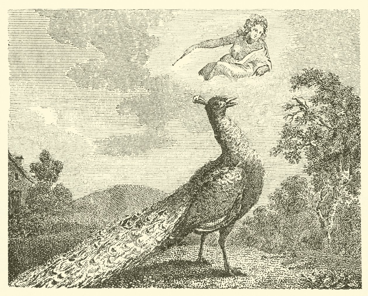 The Peacock