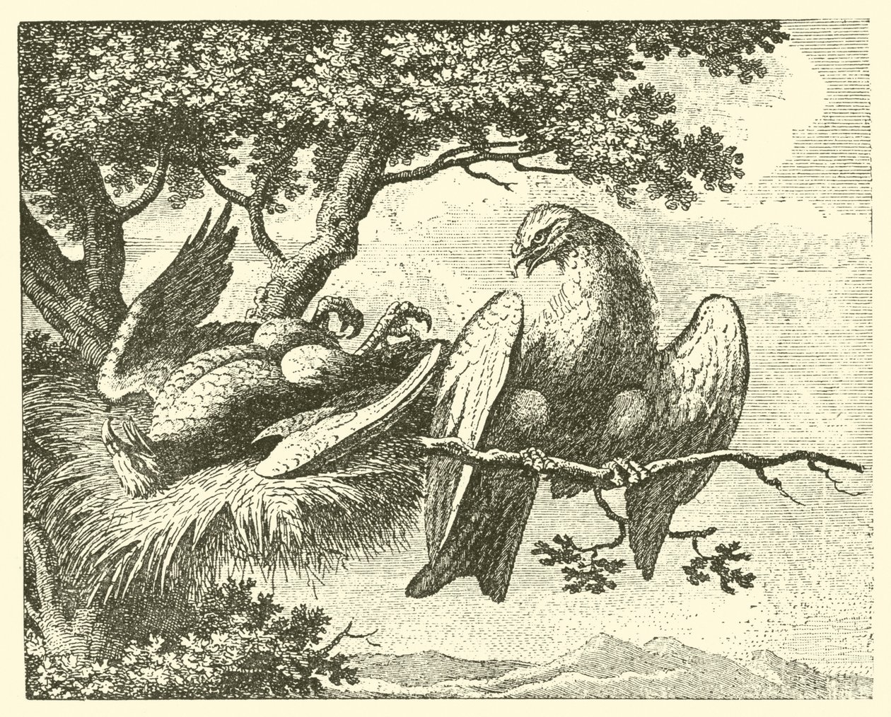 The Sick Kite by English School