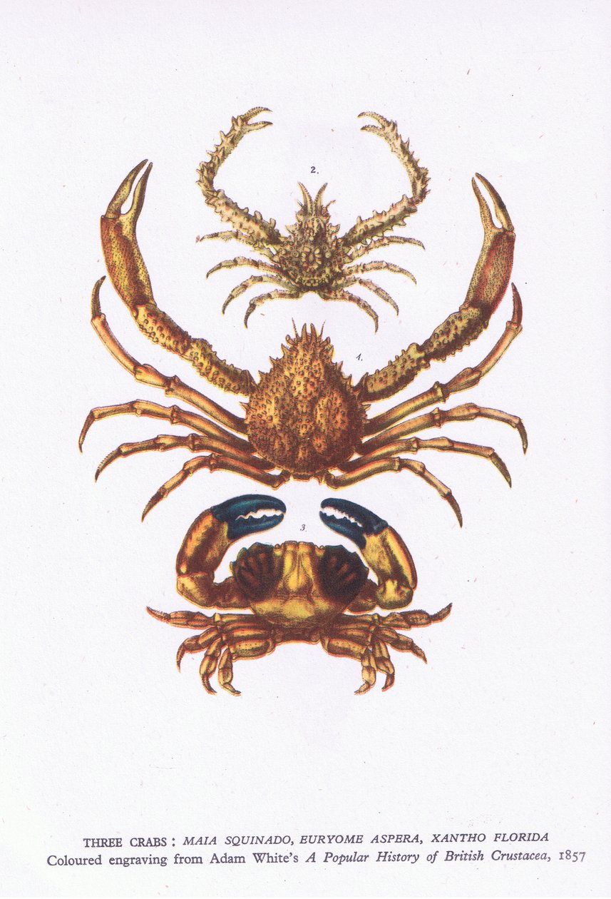 Three crabs, Nature in Britain published by Collins by English School