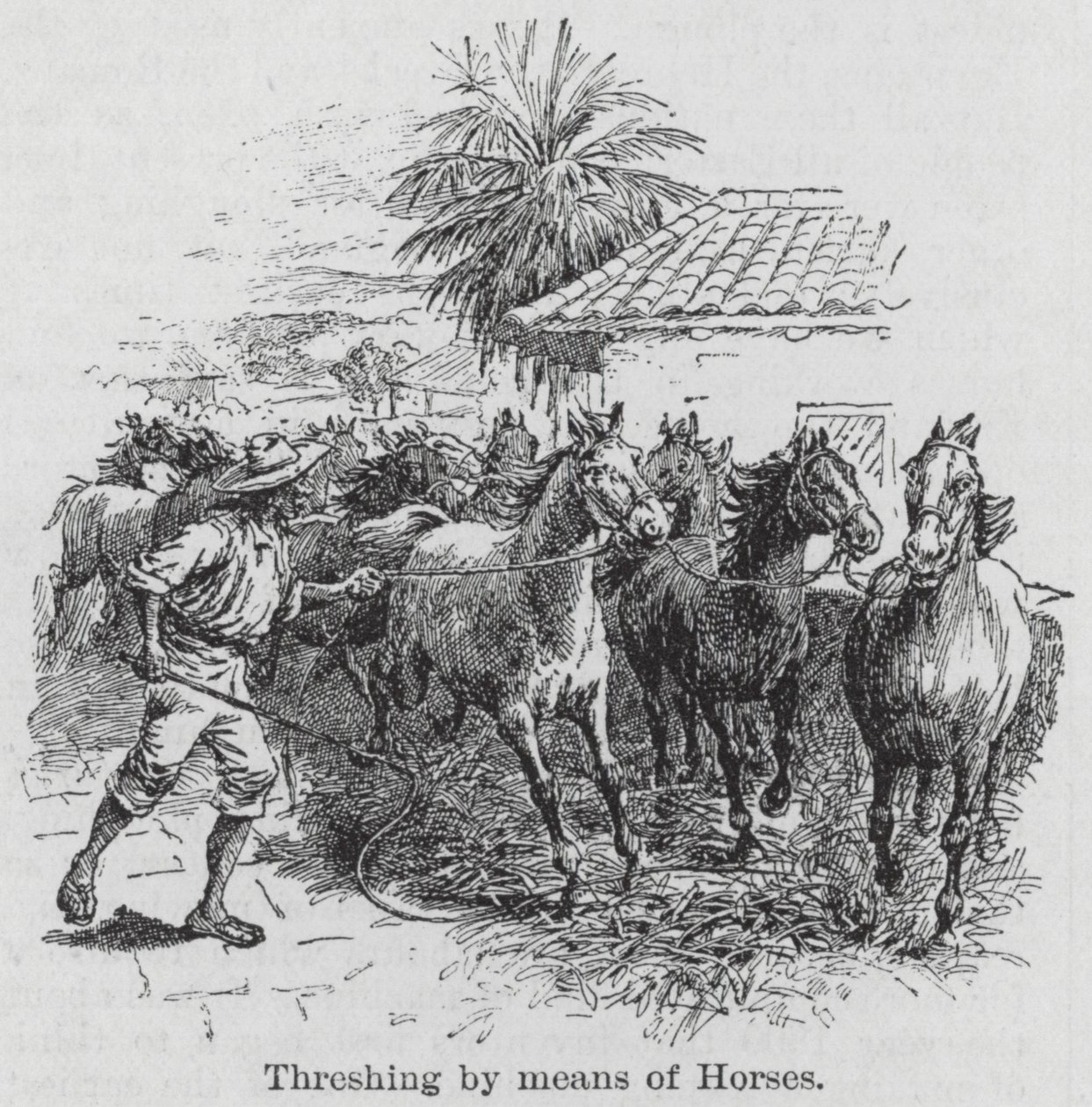 Threshing by Means of Horses by English School