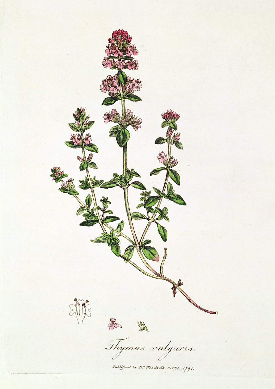 Thyme, Thymus vulgaris by English School