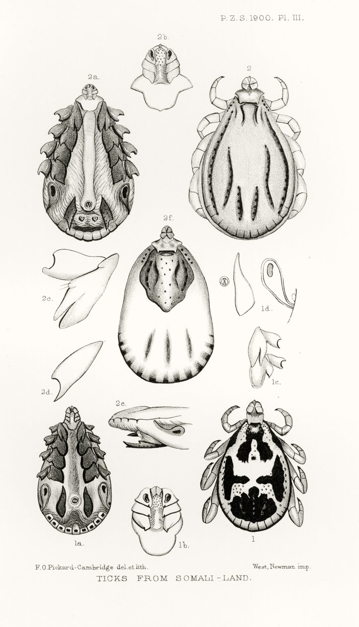 Ticks from Somali-Land, illustration from The Hope Reports, Vol. II, 1897-1900, edited by Edward B. Poulton, Oxford, 1901 by English School