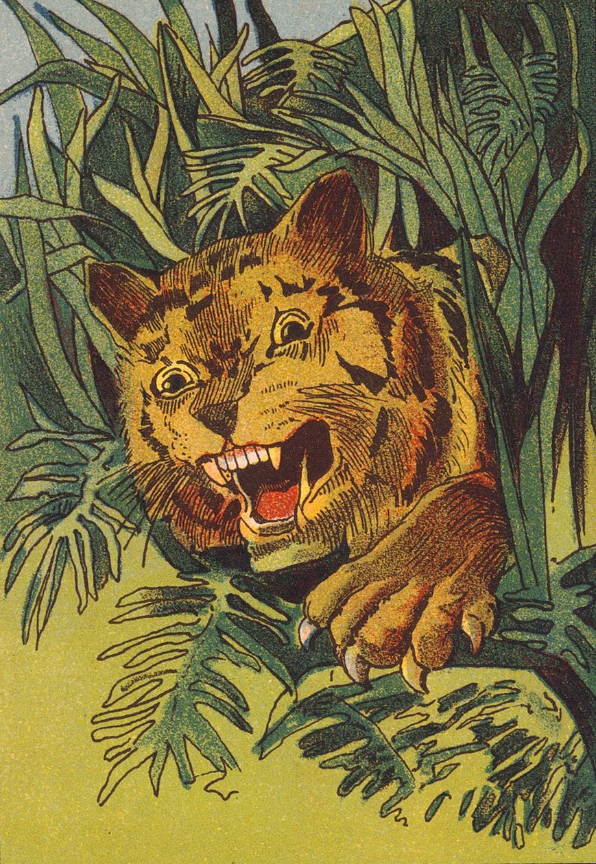 Tiger, India by English School