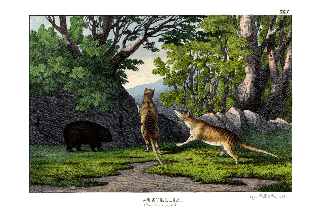 Tiger Wolf by English School
