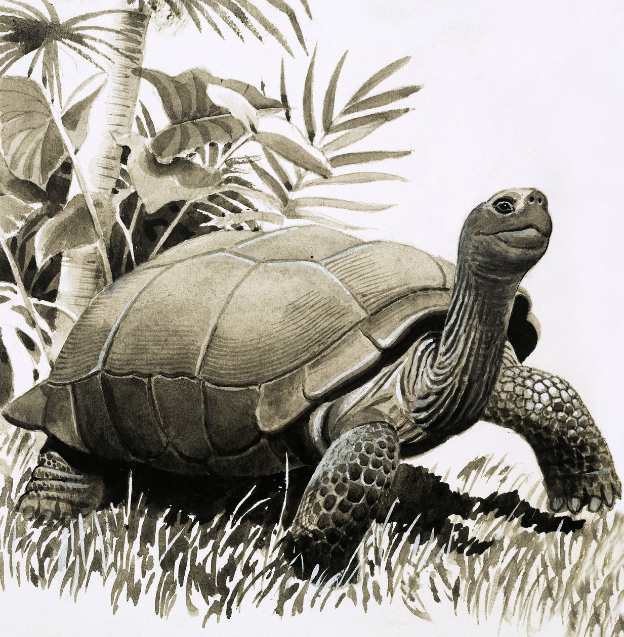 Tortoise by English School
