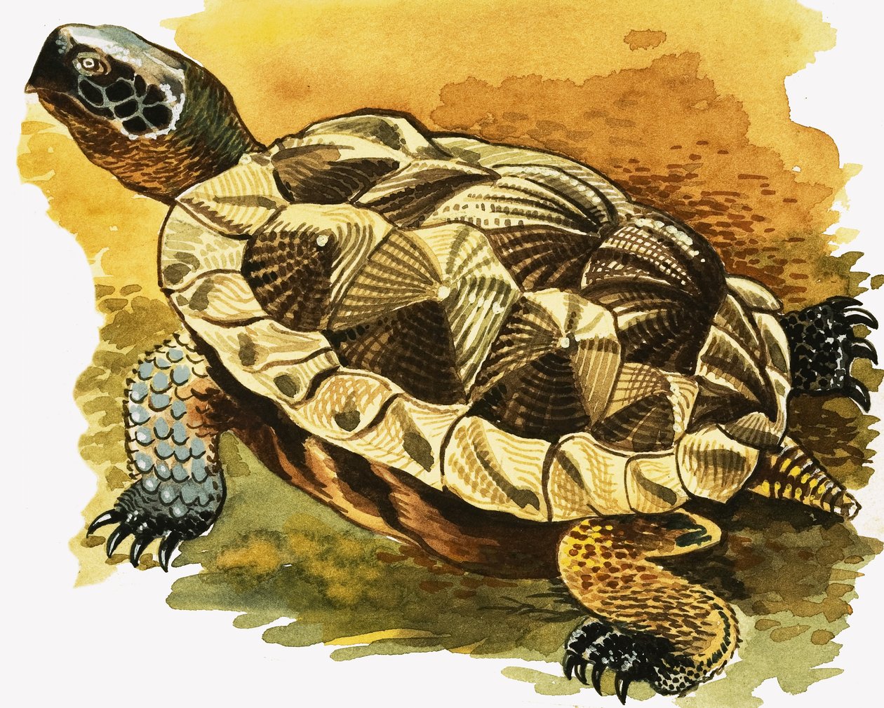 Tortoise by English School