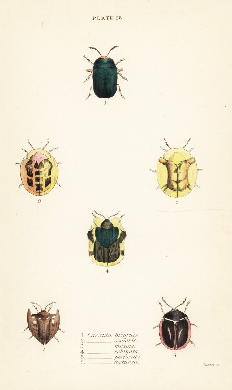 Tortoise Beetles: Omocerus bicornis, Cassida scalaris, Cassida micans, Cassida echinata, Cassida perforata, and Cassida luctuosa by English School