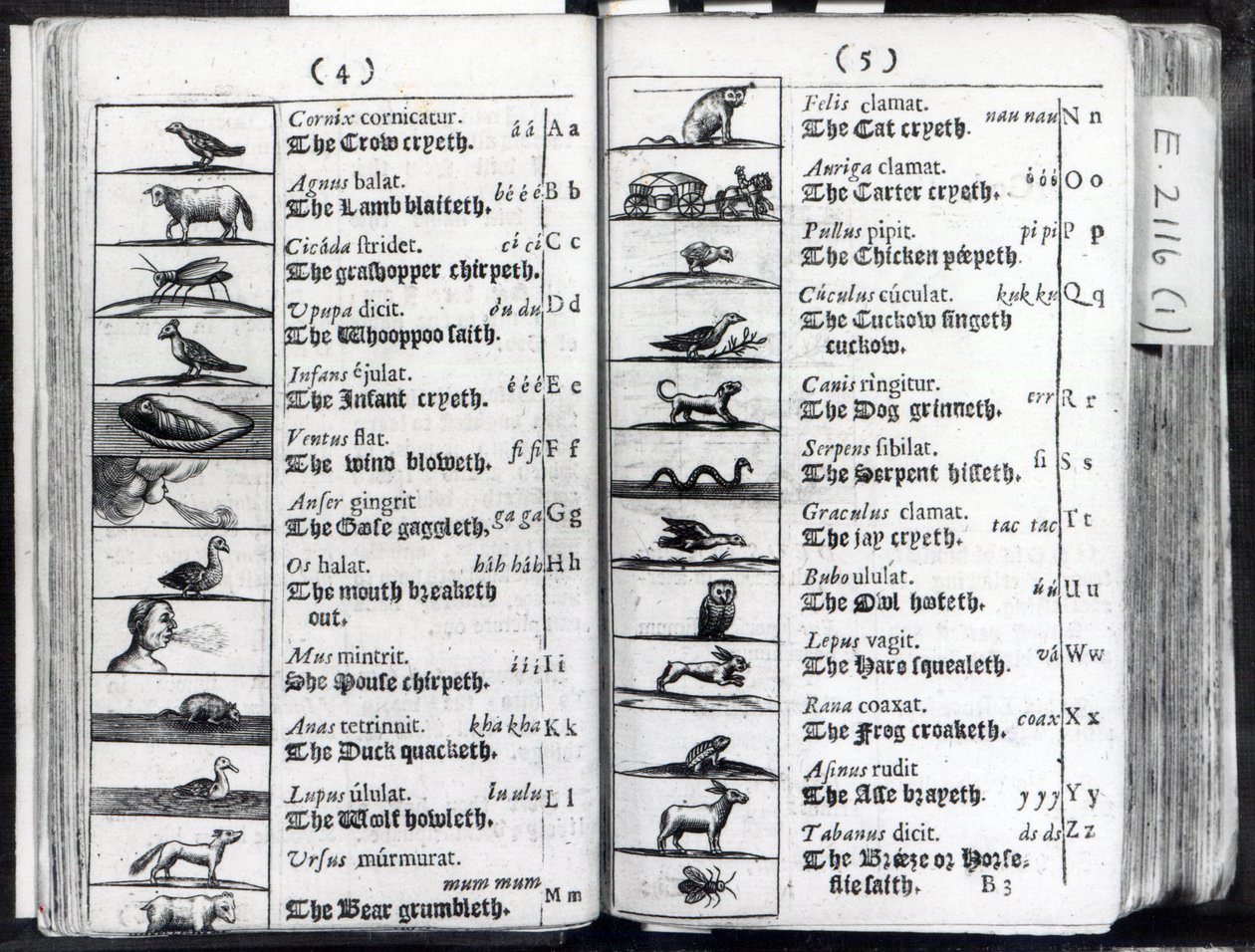 Two pages from Orbis Sensualium Pictus by Comenius, 1659 by English School