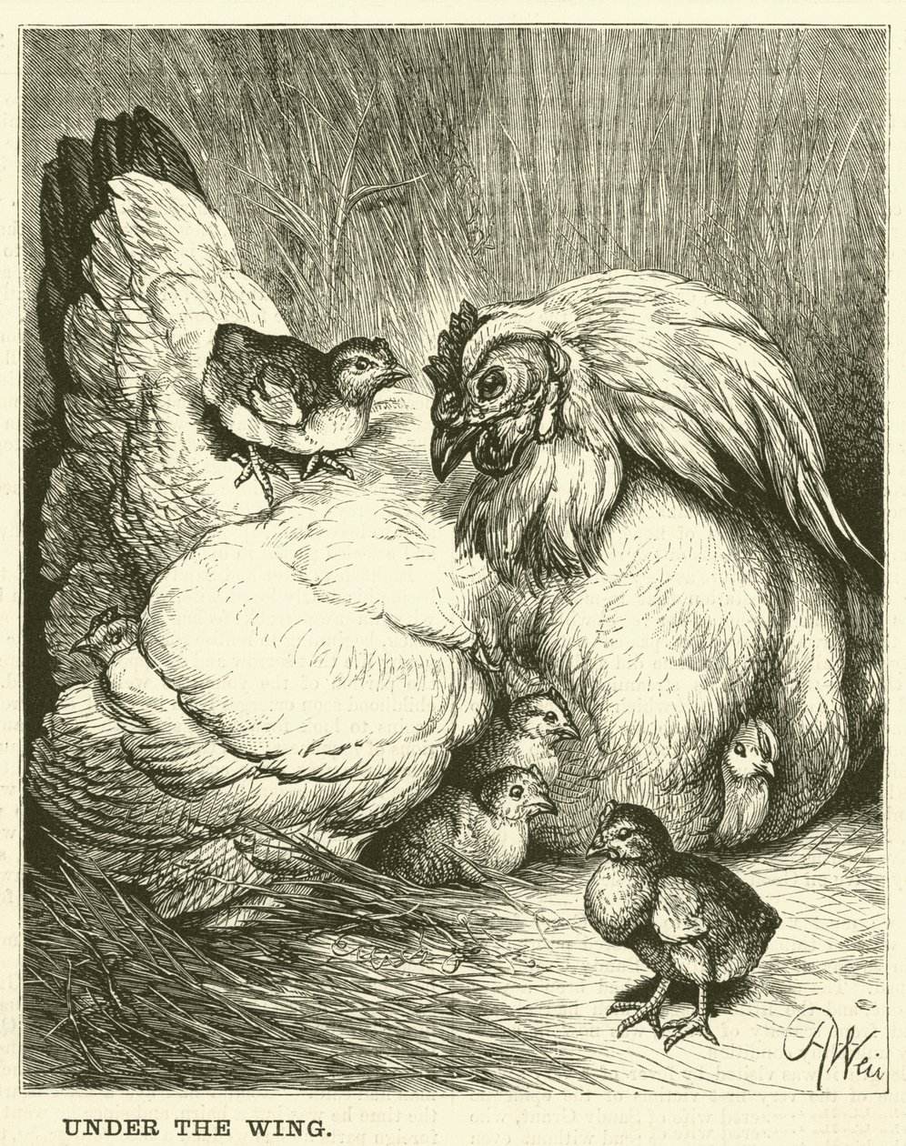 Under the Wing by English School