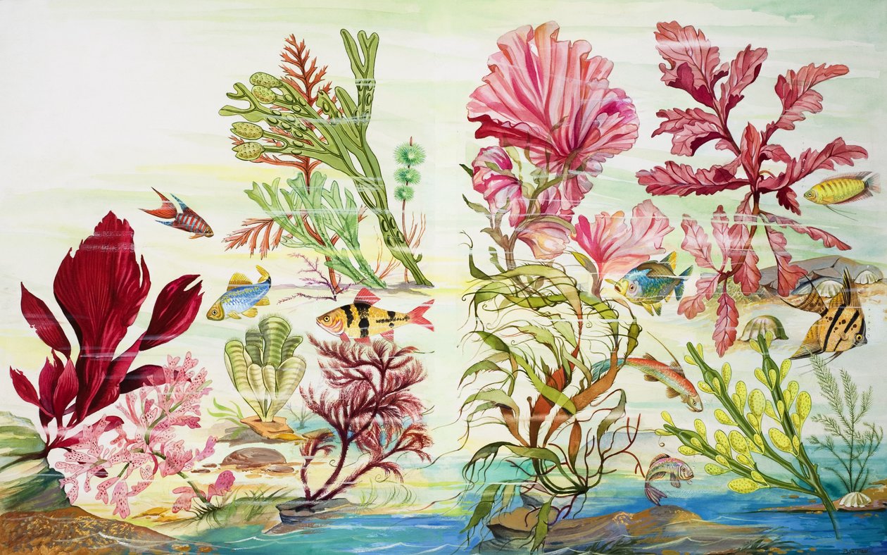 Underwater Plants by English School
