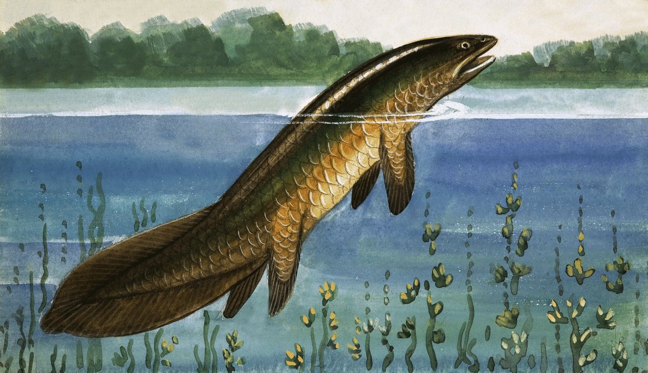 Unidentified Fish by English School