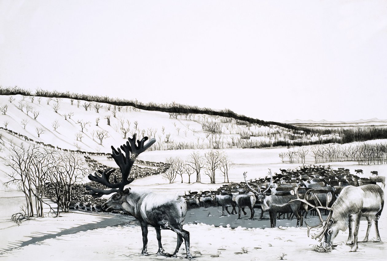 Unidentified Herd of Reindeer by English School