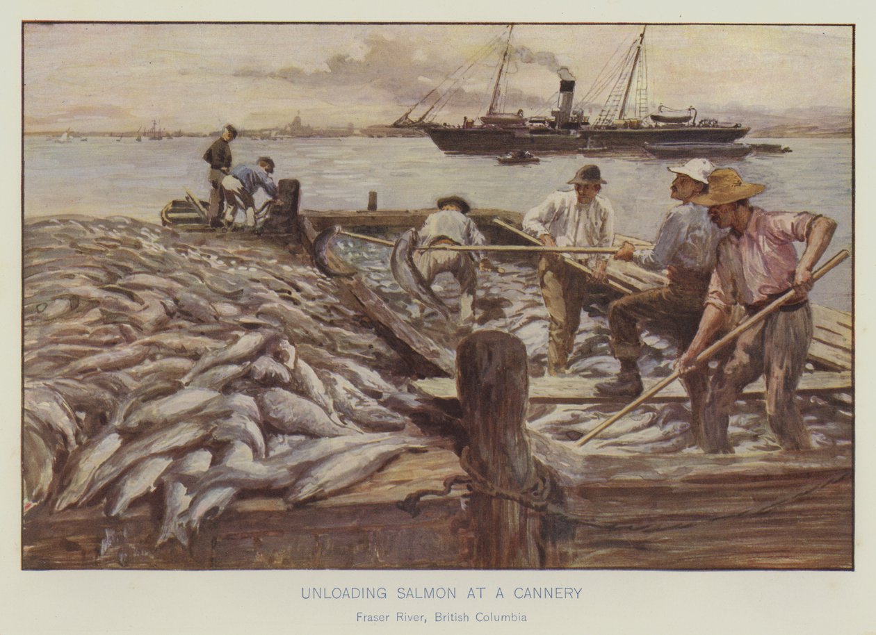 Unloading Salmon at a Cannery, Fraser River, British Columbia by English School