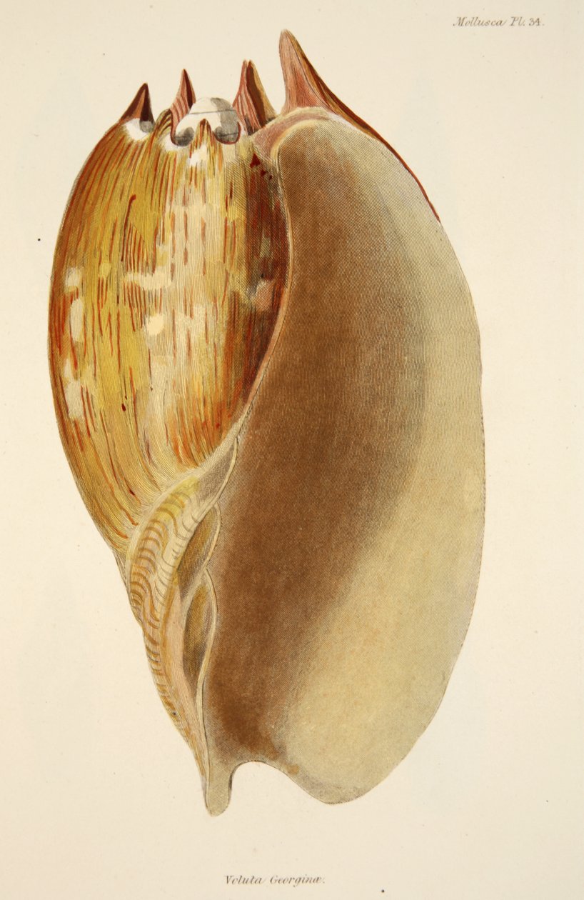 Veluta Georgina, from The Mollusca and Radiata, pub. 1833 by English School