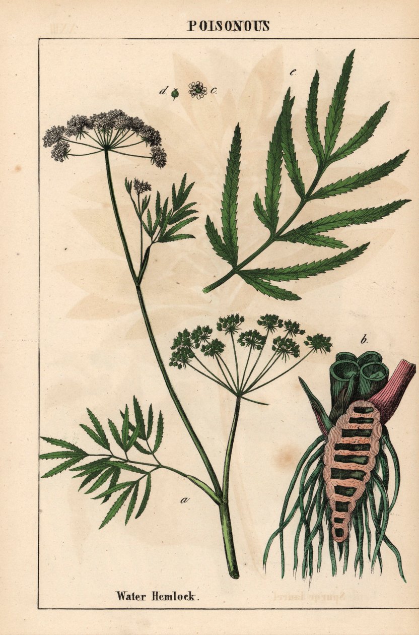 Water hemlock showing leaves, root structure and flowers. Cicuta virosa, from 