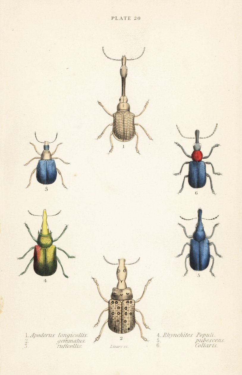 Weevils: Attelabus longicollis, Attelabus gemmatus, Attelabus ruficollis, Byctiscus populi, Rhycnhites pubescens, and Rhynchites collaris by English School