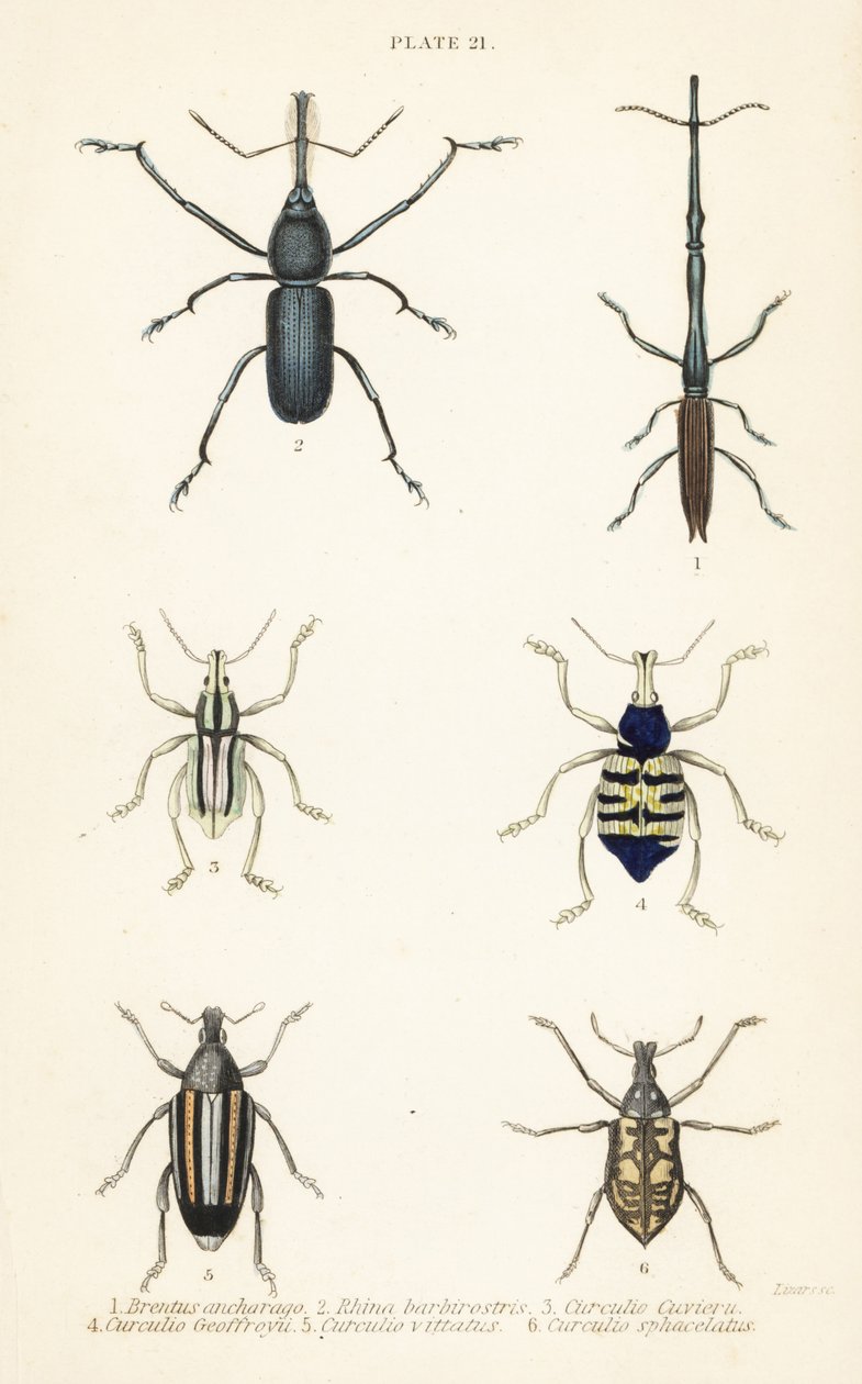 Weevils: Brentus ancharago, Rhina barbirostris, Curculio cuviera, Eupholus geoffroyi, Larinus ursus and Curculio sphacelatus by English School