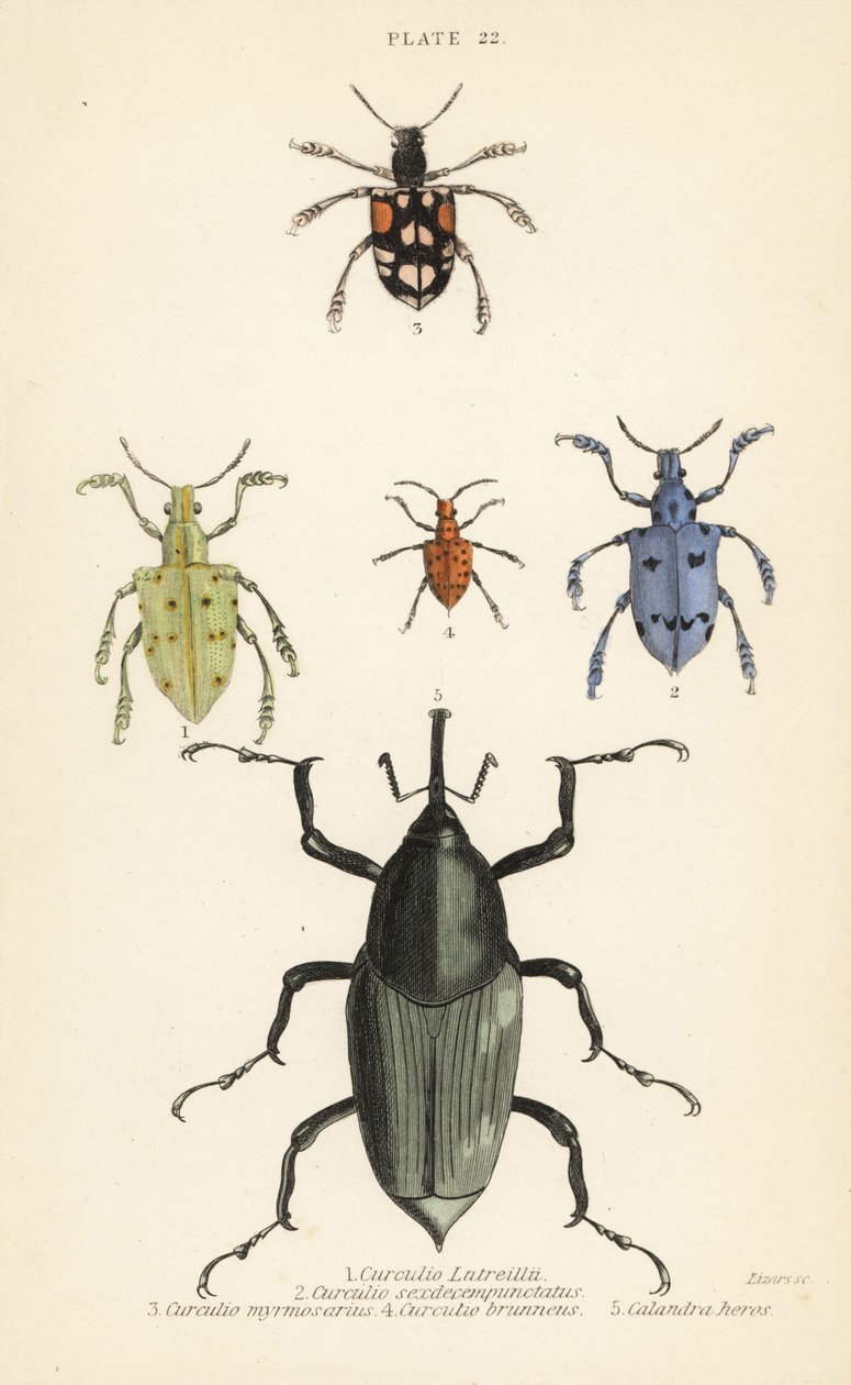 Weevils and beetles: Curculio latreillii, Curculio sexdecempunctatus, Trichaptus mutillarius, Pissodes castaneus and Calandra heros by English School