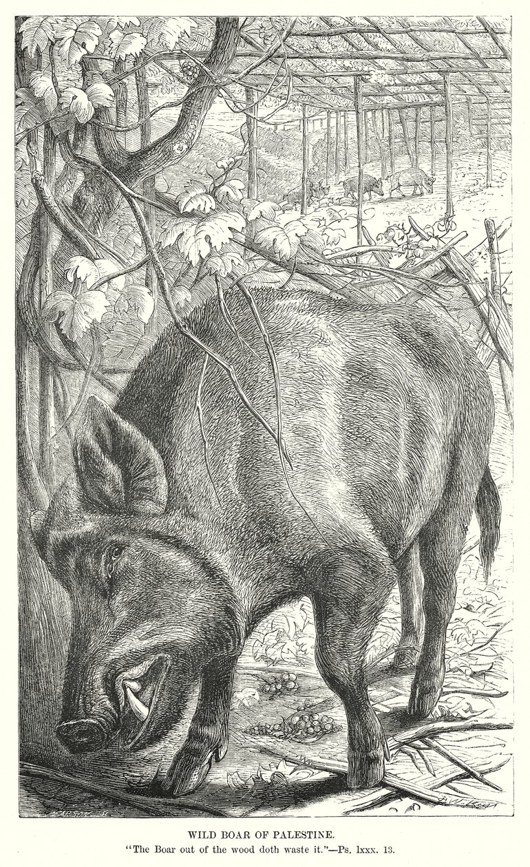Wild Boar of Palestine by English School