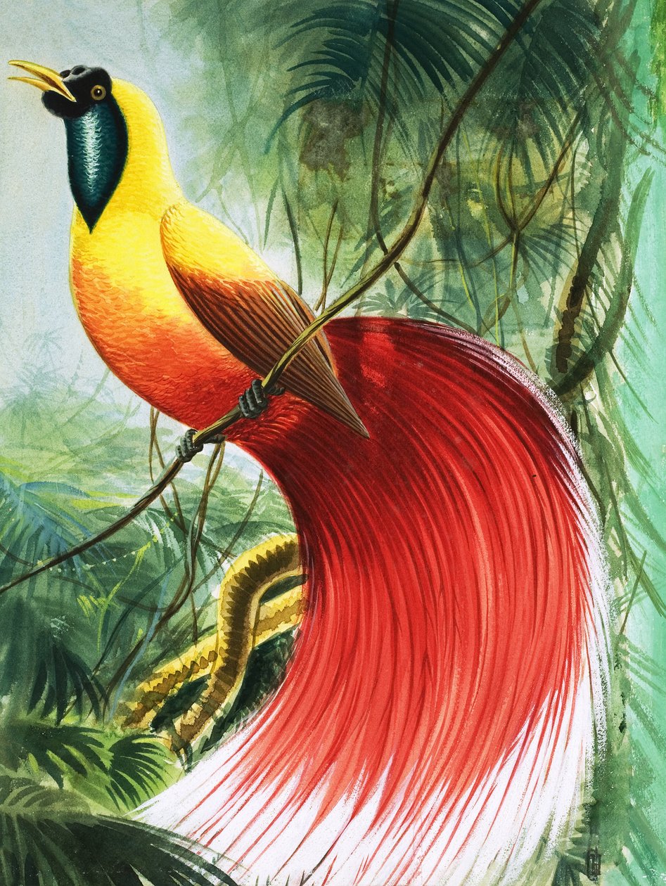 Wingless Wonder from Paradise, Illustration from 