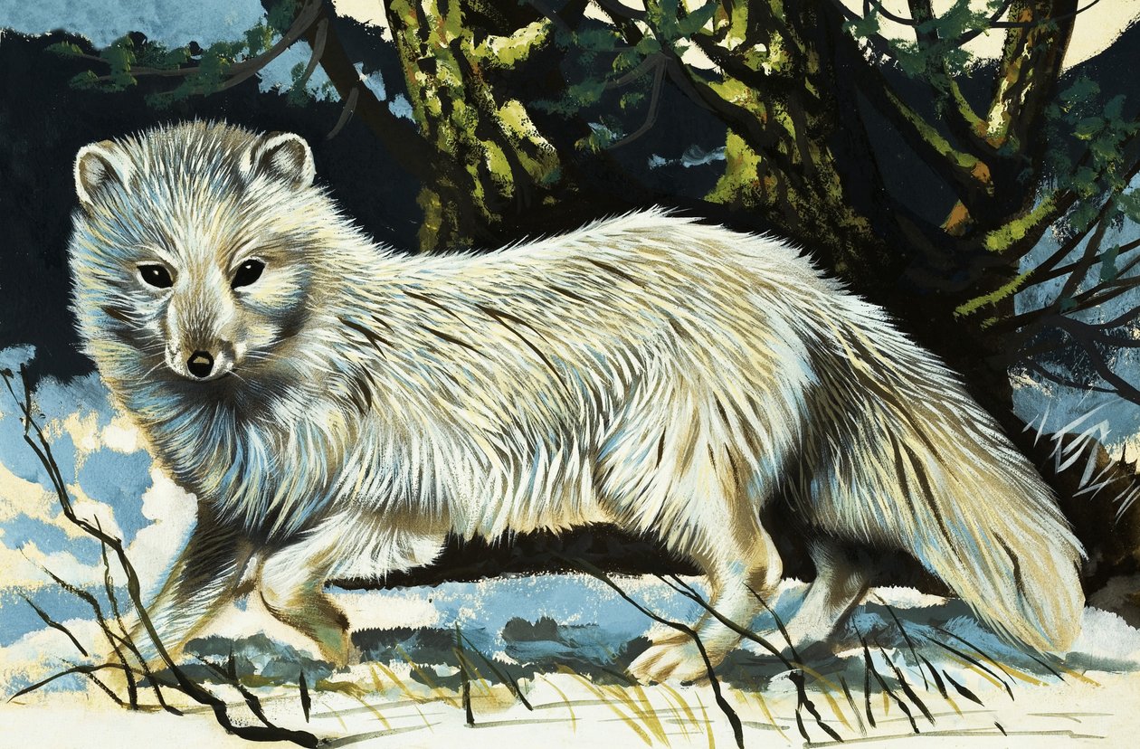 Wolf by English School