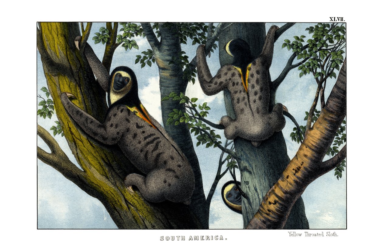 Yellow-throated Sloth by English School: Fine art print