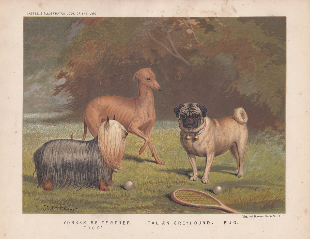 Yorkshire terrier, Italian greyhound and pug shown with tennis racquet and balls by English School