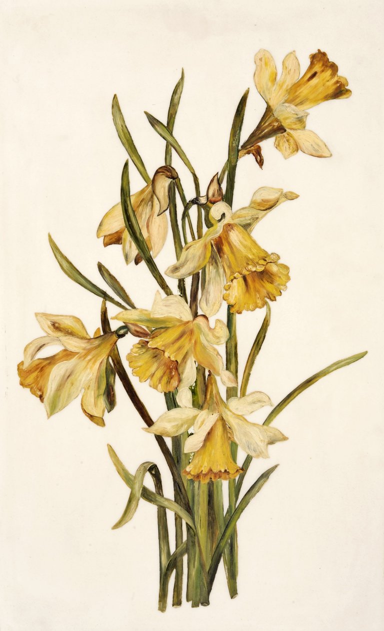 Still Life, Daffodils by English School English School